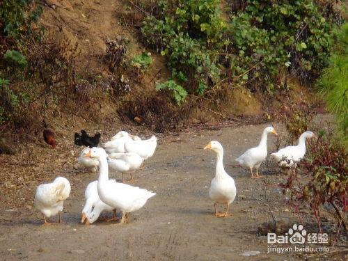 爆料养鹅饲料配方视频