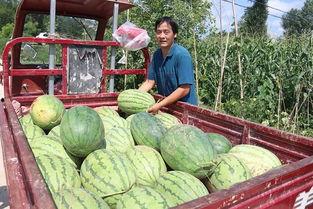 吃瓜三瓜视频免费观看,吃瓜三瓜视频，轻松解锁精彩瞬间